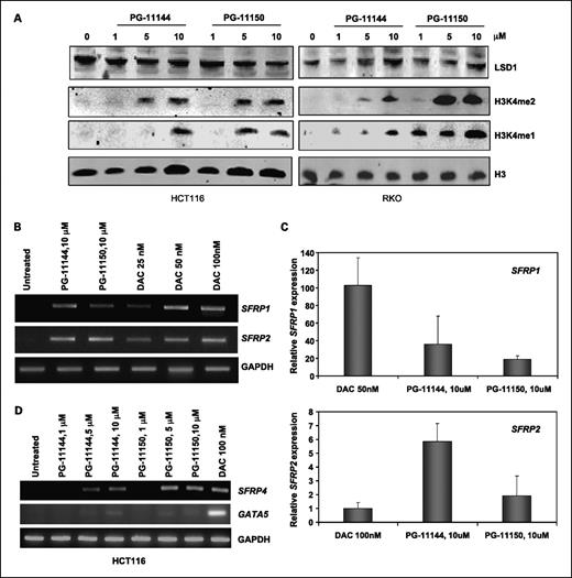 Fig. 3. Inhibition of LSD1 by oligoamines increases global H3K4me2, resulting in reexpression of aberrantly silenced genes in treated human colon cancer cells. A, HCT116 and RKO cells were exposed to increasing concentrations of PG-11144 or PG-11150 for 24 or 48 h, and 30 μg of nuclear protein per lane were analyzed for expression of LSD1, H3K4me1, H3K4me2, and H3 as a loading control. B, HCT116 cells were treated for 24 h with the indicated concentrations of oligoamines and DAC. Total RNA was extracted for RT-PCR analysis of SFRP1 and SFRP2 expression. GAPDH is included as an internal control. C, the levels of reexpression of SFRP1 and SFRP2 induced by oligoamines in HCT116 cells were compared with levels resulting from DAC treatment using SYBR green/qPCR with GAPDH as an internal control. D, HCT116 cells were treated for 24 h with the indicated concentrations of oligoamines or DAC. Total RNA was extracted for RT-PCR analysis of SFRP4 and GATA5 expression. GAPDH is included as an internal control.