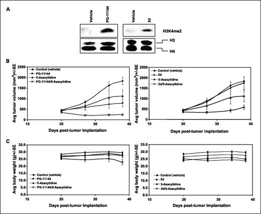 Fig. 6. Effects of polyamine analogues on LSD1 and tumor growth in nude mice bearing HCT116 xenografts. Mice were randomized into treatment (n = 5) and control (n = 5) groups by 20 d postimplantation of HCT116 xenograft. The treatment groups given as single agents were as follows: vehicle (saline control, daily ×5), PG-11144 (10 mg/kg, twice per week), 2d (10 mg/kg, daily ×5), and 5-Aza (2 mg/kg, daily ×5). The combination treatment groups were as follows: PG-11144 (10 mg/kg, twice per week)/5-Aza (2 mg/kg, daily ×5), and 2d (10 mg/kg, daily ×5)/5-Aza (2 mg/kg, daily ×5). A, tumor sample of HCT116 xenografts treated with vehicle (saline control, daily ×5), PG-11144 (10 mg/kg, 2× wk), or 2d (10 mg/kg, daily ×5) for 37 d. Thirty micrograms of nuclear protein per lane were analyzed for expression of H3K4me2 and H3/H4 as a loading control. B, tumor volumes of mice measured twice weekly. Points, mean tumor size (in mm3); bars, SEM. C, weights of mice were measured weekly. Points, mean mouse weight (g); bars, SEM.