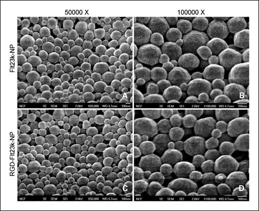 Fig. 2. Surface morphology of NPs. A and B, Flt23k-NP; C and D, RGD-Flt23k-NP. A and C were obtained at a magnification of ×50,000, whereas B and D were obtained at a magnification of ×100,000.