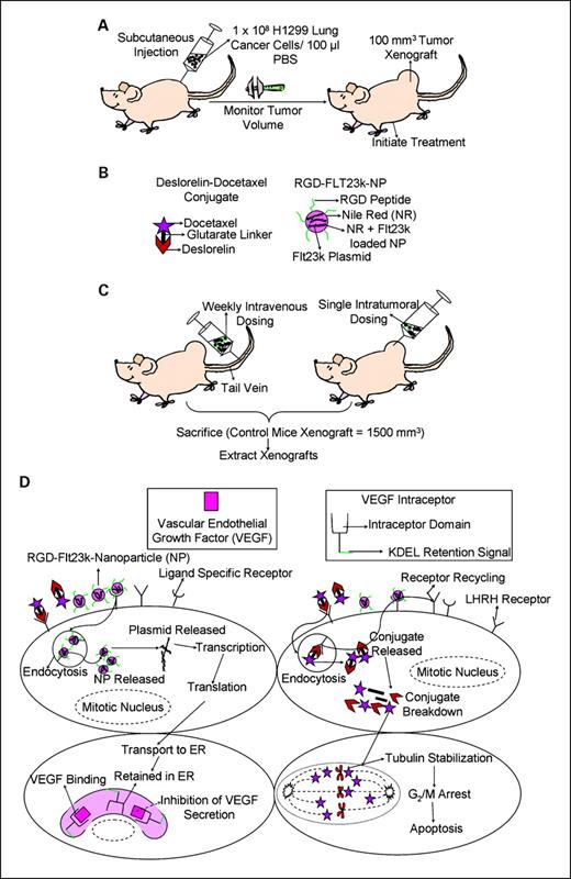 Fig. 3. A, initiation of H1299 lung adenocarcinoma xenografts in athymic nude mice for assessing in vivo pharmacologic efficacy of various treatments. B, novel targeted drug delivery systems used for treatments. C, novel treatments in mice bearing H1299 lung adenocarcinoma xenografts. Various treatments including docetaxel, D-D, Flt23k-NP, RGD-Flt23k-NP, and a combination of D-D + RGD-Flt23k-NP were administered either as repeated weekly i.v. injections or a single i.t. injection. D, mechanism of action of D-D and RGD-Flt23k-NP in H1299 lung adenocarcinoma xenograft–bearing mice. The delivery systems are taken up by cells through receptor-mediated mechanisms. The NPs release the plasmid and the VEGF intraceptor is transcribed, translated, and transported to the endoplasmic reticulum. The VEGF intraceptor sequesters and ultimately inhibits VEGF secretion. D-D is endocytosed and expected to breakdown to its parent components within cells. In the tumor cells, docetaxel leads to stabilization of tubulins in spindle fibers leading to a G2-M phase arrest, ultimately causing apoptosis.