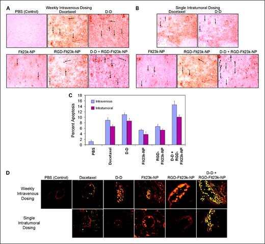 Fig. 5. In vivo assessment of apoptotic efficacy of various treatments in H1299 lung cancer xenografts in mice. Representative photomicrographs of apoptotic cells in (A) i.v. and (B) i.t. groups using TUNEL assay in one representative section of six xenografts. C, the apoptotic index following i.v. and i.t. treatments with docetaxel, D-D, Flt23k-NP, RGD-Flt23k-NP, and D-D + RGD-Flt23k-NP. Arrows, some TUNEL-positive cells in a field. Columns, mean (n = 6); bars, SD. D, representative photomicrographs of apoptosis in proliferative endothelial cells using a dual CD31 and TUNEL staining in one representative section of six xenografts.