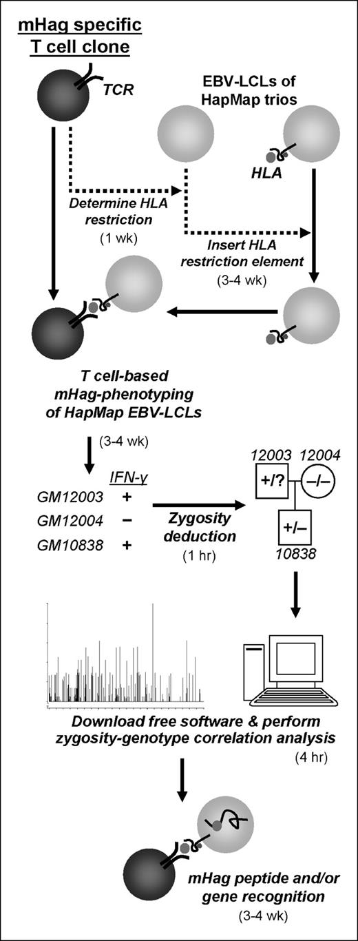 Fig. 1. Schematic overview of the genome-wide mHag identification strategy. The approximate time needed for each single step is indicated.