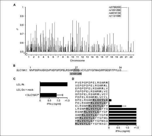Fig. 3. Genome-wide mapping of the SLC19A1R-encoded mHag recognized by 1GF5. A, zygosity-genotype correlation analysis was done with the 20 known mHag zygosities shown in Table 1. Each column represents a single SNP. The r2 values represent the correlation between the mHag zygosities of the EBV-LCLs and their genotypes for ∼4 × 106 HapMap SNPs. Only r2 values above 0.5 are shown. The four SNPs (rs3788200, rs1051266, rs4819130, and rs1131596) with 100% correlation (r2 = 1.0) are indicated. B, the segment of SLC19A1 in which the SNP rs1051266 encodes for a histidine (H) to an arginine (R) substitution at amino acid position 27. C, IFN-γ response (arbitrary units) of 1GF5 to mHag− donor (Do) EBV-LCLs (LCL) transduced either with an empty vector (mock) or with the full-length SLC19A1R-encoding vector. Response to mHag+ recipient (Rt) EBV-LCLs is depicted as positive control. D, IFN-γ response of 1GF5 toward donor EBV-LCLs loaded with SLC19A1R-derived overlapping 15-mer peptides. C and D, horizontal columns, mean of triplicate wells; bars, SEM. Representative results from two different experiments.