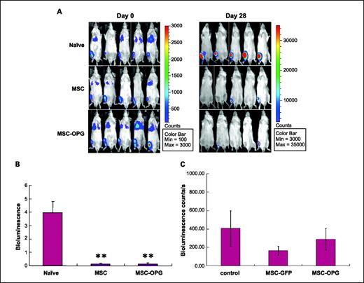 Fig. 2. Tumor growth following mesenchymal stem cell therapy. noninvasive total body imaging was done on the day of intratibial injection of PC3 cells (day 0) and 4 wk after the intratibial administration of the mesenchymal stem cells. A, mice on the left are the same mice that are on the right, and they maintain the same order of alignment. B, quantitative analysis of luciferase expression as a measure of tumor growth 4 wk after the treatment with mesenchymal stem cells or mesenchymal stem cells modified to overexpress osteoprotegerin. **, P < 0.001. C, when tumor cells were allowed to grow for 2 wk, followed by administration of mesenchymal stem cells, therapeutic benefits are apparent but not statistically significant (P > 0.05).