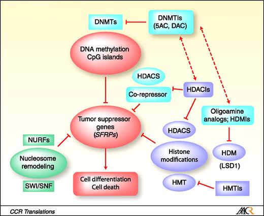 Fig. 1. Model of interactions between epigenetic agents in gene re-expression and tumor cell death. Tumor suppressor genes are silenced in transformed cells by multiple mechanisms, including aberrant methylation at promoter regions, mutations in nucleosome remodeling complex proteins, and diverse histone modifications, including acetylation, methylation, phosphorylation, SUMOylation, and glycosylation, among others. Inhibitors of DNMT such as 5-azacytine and 5-aza-2¢-deoxycytidine reverse gene methylation and promote re-expression. Analogously, HDACIs lead to histone acetylation, resulting in a more open chromatin structure, and enhanced gene expression. They can also block the actions of co-repressor complexes. Oligoamine analog inhibitors of histone demethylases, i.e., LSD1, induce positive methylation marks on H3K4, accompanied by re-expression of Wnt pathway antagonist genes (SRFPs). Combined exposure of tumor cells with two agents that act at different levels of the epigenome (e.g., HDACIs and hypomethylating agents or hypomethylating agents and histone methyltransferase inhibitors) may be particularly effective in counteracting gene silencing and triggering transformed cell death. Abbreviations: 5-AC, 5-azacytidine; DAC, 5-aza 2¢-deoxyazacytine; HDM, histone demethylase; HDMI, histone demethylase inhibitor; HMT, histone methyltransferase; HMTI, histone methyltransferase inhibitor; LSD1, flavin-dependent amine oxidase histone demethylase; SWI/SNF complex, mating-type switching-sucrose nonfermenting complex.