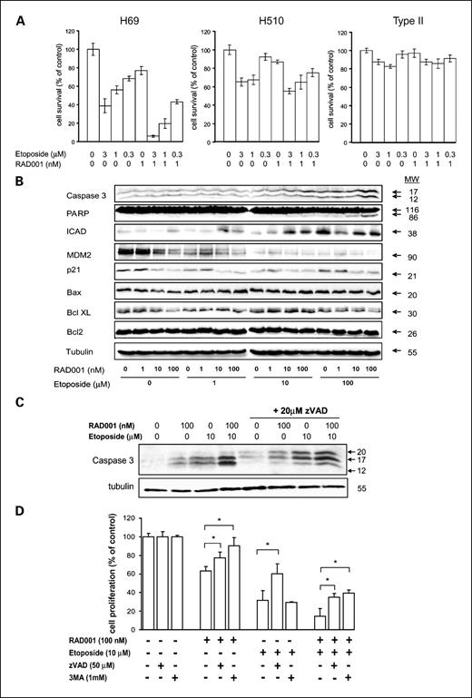 Fig. 3. RAD001 sensitizes SCLC cells to the cytotoxic effect of etoposide. A, H-69, H-510, and type II pneumocytes grown in serum-containing medium were incubated with increasing concentrations of RAD001 alone (1 nmol/L) or in combination with etoposide at concentrations indicated. Cell proliferation was assessed using the MTS assay after 5 d. The data are mean with SD from three experiments. B, H-69 cells grown in serum-containing medium were incubated with increasing concentrations of RAD001 in the presence of etoposide at the concentrations indicated. After 24 h, the cells were harvested and cell lysates analyzed by SDS-PAGE and Western blot for the proteins indicated. C, H-69 cells grown in serum-containing medium were pretreated with 20 μmol/L z-VAD-FMK 1 h prior to incubation with RAD001 (100nmol/L) alone, etoposide (10 μmol/L) alone, or combination treatment with both components. After 24 h, the cells were harvested and cell lysates analyzed by SDS-PAGE and Western blot for the proteins indicated. D, H-69 cells grown in serum-containing medium were incubated with RAD001 (100 nmol/L) alone, or in combination with etoposide (10 μmol/L) in the presence or absence of zVAD (50 μmol/L) or 3-methyladenine (1mmol/L). Cell proliferation was assessed using the MTS assay after 3 d. The data are mean with SD from three independent experiments performed in quadruplicate. *, P < 0.05.