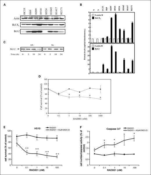 Fig. 5. Bcl-2 protein expression modulates the sensitivity of SCLC cells to RAD001. A and B, equal amounts of lysates from purified human type II lung epithelial cells (N), or human SCLC cell lines (as indicated) were analyzed by SDS-PAGE and Western blotting with antibodies specific for the proteins indicated. The Western blots were quantified by densitometry (B). C, H-510 cells were transiently transfected with Bcl-2 antisense (AS) or scrambled control (Sc). Cell lysates were analyzed by SDS-PAGE and Western blotting with antibodies specific for Bcl-2. D, cell proliferation of H-510 cells transiently transfected with Bcl-2 antisense (open squares) or scrambled control (closed squares) was assessed using the MTS assay after 3 d. The data are mean from three independent experiments done in quadruplicate. *, P < 0.05. E, H-510 cells were incubated with increasing concentrations of RAD001 in the presence or absence of 40 μmol/L EM20-25. Cell proliferation was assessed using the MTS assay after 3 d. The data are mean from three independent experiments done in quadruplicate. *, P < 0.05, **, P < 0.001. F, H-510 cells were incubated with increasing concentrations of RAD001 in the presence or absence of 40 μmol/L EM20-25. Caspase 3/7 activation was assessed using the Caspase-Glo 3/7 Assay after 3 d. The data are mean from three independent experiments done in quadruplicate. *, P < 0.05.
