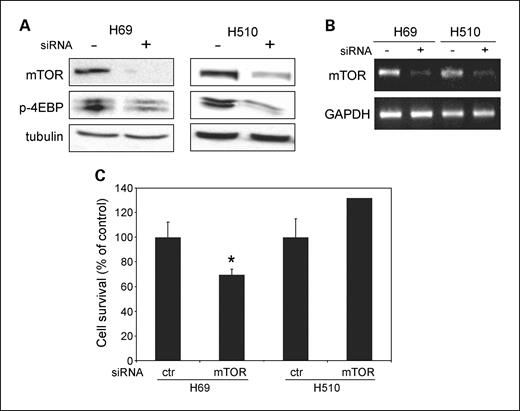 Fig. 6. A siRNA targeting mTOR selectively impairs cell proliferation in H-69, but not H-510 SCLC cells. A-B, H-69 or H-510 SCLC cells were transiently transfected with siRNA duplexes targeting mTOR, or with nontargeting siRNA. Total cell lysates were analyzed by (A) SDS-PAGE and Western blot analysis for mTOR, Thr37/46-phosphorylated-4E-BP1, and β-tubulin as a loading control, and (B) reverse transcription-PCR analysis was done to detect mTOR and glyceraldehyde 3-phosphate dehydrogenase (GAPDH). C, H-69 or H-510 cells were transiently transfected with siRNA duplexes targeting mTOR, or with nontargeting siRNA. Cell proliferation was assessed using the MTS assay after 3 d. The data are mean from two independent experiments done in quadruplicate. *, P < 0.05.