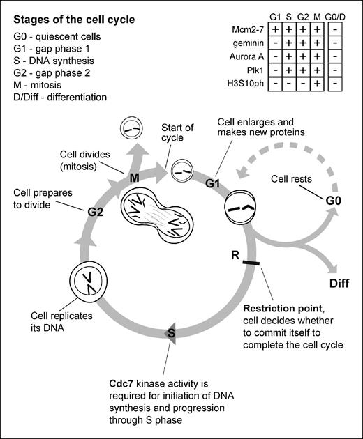 Fig. 1. Diagrammatic representation of the mitotic cell division cycle. Inset table shows presence of Mcm2-7, geminin, Aurora A, and Plk1 during the cell cycle, and the appearance of a phosphorylation mark on histone 3 at serine 10.