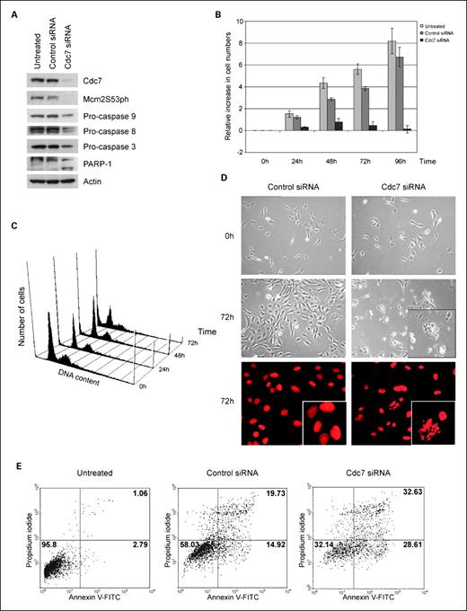 Fig. 5. Cdc7 knockdown in SKOV-3 cells induces an abortive S phase and apoptotic cell death. A, Western blot analysis of untreated, control siRNA- and Cdc7 siRNA–transfected SKOV-3 cell lysates probed with antibodies against Cdc7; Mcm2S53ph; pro-caspases 3, 8, and 9; PARP-1; and actin (loading control). B, cell growth rate of untreated, control siRNA- and Cdc7 siRNA–transfected SKOV-3 cells shown as fold increase in cell numbers relative to starting population. C, DNA content of SKOV-3 cells transfected with Cdc7 siRNA at 0 h and 72 h posttransfection. D, phase contrast micrographs of SKOV-3 cells transfected with control siRNA or Cdc7 siRNA at 0 h and 72 h posttransfection (original magnification 200×; inset 1,000×) and confocal fluorescence microscopy images of propidium iodide–stained SKOV-3 cells transfected with control siRNA or Cdc7 siRNA 72 h posttransfection. E, flow cytometric monitoring of apoptosis by Annexin-V assay of untreated SKOV-3 cells or cells treated with control or Cdc7 siRNA. Panels show the quantification of propidium iodide and Annexin-V staining at 72 h posttransfection and show the percentage of cells in each quadrant.