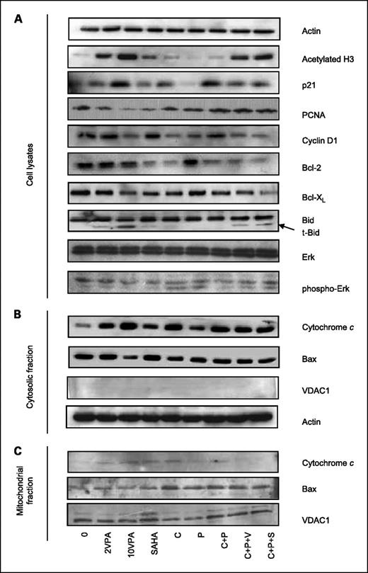 Fig. 4. Protein expression profiling. The M14K cell line was cultivated for 24 h in presence of a combination of HDAC inhibitors (2 mmol/L or 10 mmol/L valproate and 2 μmol/L SAHA), pemetrexed (P; 200 μmol/L) and cisplatin (C; 10 μmol/L). After culture, the cell lysates (A), cytosolic fraction (B), and mitochondrial fraction (C) were analyzed by Western blot with indicated antibodies. Protein concentrations were normalized according to actin levels. Purity of mitochondrial and cytosolic fractions was assessed by expression of VDAC1.