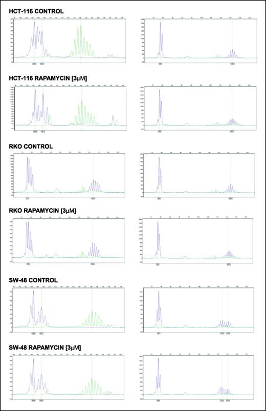 Fig. 4. MSI in mismatch repair-deficient cell lines following treatment with rapamycin. For this specific purpose, we relied on four mononucleotide microsatellite markers (BAT25, BAT26, β-catenin, and transforming growth factor-β) because there is no corresponding normal tissue to measure MSI using dinucleotide markers in cell lines. Markers are presented as follows: column 1, BAT26 and β-catenin; column 2, transforming growth factor-β and BAT25. Gray columns, position of major allele after 5 d of treatment. No dose-dependent stabilization of microsatellite markers was observed in cells treated with 3 μmol/L rapamycin for 5 consecutive days.
