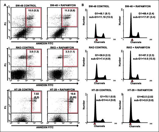 Fig. 5. A, effects of rapamycin on apoptosis in SW-48 (row 1), RKO (row 2), and HT-29 (row 3) cells. Annexin V/propidium iodide cytograms of cell lines following treatment with 3 μmol/L rapamycin for 5 consecutive days. Control cells were grown in drug-free medium. X axis, Annexin V; y axis, propidium iodide staining. Annexin V-positive, propidium iodide-negative cells reflect cells in the early stages of apoptosis (bottom right quadrant), whereas Annexin V-positive, propidium iodide-positive cells reflect dead cells or cells at the late stages of apoptosis (top right quadrant) in at least three independent experiments. Mean ± SD cell percentages at late apoptosis are quantified (top right quadrant). Untreated cells showed 81% to 88% viability (column 1); rapamycin did not induce apoptosis, consistent with its previously described cytostatic effect (column 2). B, effects of rapamycin on cell cycle using propidium iodide staining. DNA histograms of SW-48 (row 1), RKO (row 2), and HT-29 (row 3) colorectal cancer cell lines following treatment with 3 μmol/L rapamycin for 5 d. Control cells were grown in drug-free medium. No changes in apoptosis were observed by sub-G1 results. G1 arrest under treatment with rapamycin was observed in MSI-H cells being statistically significant in RKO (P = 0.006) and no effect on the MSS HT-29 cell line (Supplementary Fig. S2). Mean ± SD of at least two replicate samples.