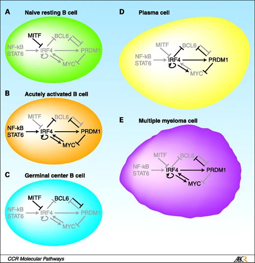 Fig. 1. IRF4 regulatory networks in B-cell differentiation and malignancy. IRF4 lies at the center of regulatory networks that function at several stages of B-cell differentiation and drive malignancy. A, in resting mature B cells, IRF4 levels are low or absent due to MITF repression of the IRF4 gene. B, IRF4 expression is induced by BCR, CD40, and cytokine stimulation via NF-κB and STAT factors in activated B cells, and MITF repression is relieved. IRF4 acutely drives MYC and PRDM1 expression and utilizes a feedback mechanism to drive its own expression. This results in a burst of cell division (driven by MYC) and subsequent differentiation of a proportion of the cells into short-lived Ig secretors (driven by PRDM1). C, germinal center (GC) B cells express IRF8, whereas IRF4 levels are low due to a lack of NF-κB activation as well as repression of IRF4 by MITF. This allows the expression of the key GC regulator, BCL6, which, in turn, represses PRDM1, the plasma-cell master regulator, locking the cells into the GC phenotype. Lack of IRF4 also contributes to the absence of MYC expression in GC B cells. D, as B cells exit the GC, they may differentiate to plasma cells. IRF4 expression, initiated by activation stimuli, becomes activation independent via IRF4 autoinduction. IRF4 represses the GC regulator BCL6 and directly induces expression of the PC regulator PRDM1. PRDM1 also directly or indirectly represses BCL6 expression, committing cells to a plasma-cell fate. In addition, PRDM1 directly represses MYC, leading to the nondividing, Ig-secreting phenotype of terminally differentiated plasma cells. E, in multiple myeloma (MM), the malignant counterpart of normal plasma cells, IRF4 represses BCL6 and promotes PRDM1 expression as in plasma cells, but both MYC and IRF4 are overexpressed. For unknown reasons, MYC is not repressed by PRDM1 in MM, leading to a positive-feedback loop between IRF4 and MYC, as seen in activated B cells. Thus, MM fuses the activated B-cell and plasma-cell IRF4-driven gene-expression programs, leading to malignant transformation and cell division. Black arrows/lines, active regulation; gray arrows/lines, inactive regulation; black letters, active factor; gray letters, inactive factor.