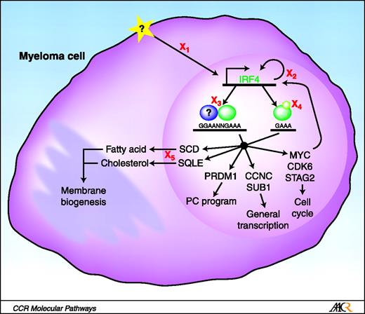 Fig. 2. Disrupting IRF4 function in myeloma. Myeloma cells are addicted to IRF4 expression such that even a modest decrease in IRF4 levels leads to cell death. IRF4 (green) controls an aberrant gene-expression program in MM cells that fuses and expands the gene-expression programs of activated B cells and plasma cells and directly controls the expression genes critical for cell-cycle control, transcriptional regulation, plasma-cell differentiation, and membrane biogenesis. There are several points at which IRF4 activity might be interrupted in a therapeutically advantageous manner (X). X1, target the signals activating (star) IRF4 expression, such as NF-κB; X2, target the known regulators of IRF4 expression in MM, MYC, and IRF4 itself; X3, target the ability of IRF4 to interact with a binding partner (blue), thereby preventing IRF4 binding to target DNA sequences; X4, target putative posttranslational modifications of IRF4 that may alter its ability to bind DNA or activate transcription; X5, target critical pathways downstream of IRF4. For example, the isoprenoid/cholesterol biosynthesis pathway can be targeted by drugs such as statins or farnesylation inhibitors. Any reduction in IRF4 activity will result in cell “death by a thousand cuts” due to metabolic collapse after the downregulation of several key pathways.