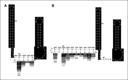 Fig. 2. Analysis of two potential stem loop structures in the COOH-terminal region of the core gene. A, original model of the TSLE. B, modified model of the TSLE to include position 435. Sections highlighted in black are common between the two structures. Phylogenetic analysis of the original TSLE (A) and modified TSLE (B) as assessed by R-fold Analyzer are shown surrounding the helices of interest. The percentage of sequences in an alignment of HCC sequences supporting base-pair formation is given above each base pair in the helix. Below the helix, alternative base-pair combinations found in an alignment of HCC sequences (black), an alignment of HCC genotype consensus sequences (gray), and an alignment of control sequences (unshaded) are shown. Base pairs are presented with the 3′ base on the left and the 5′ base on the right. Bold, combinations of nucleotides that support Watson-Crick or wobble base pairing. The number following the base pair indicates the number of sequences observed in the alignment with the given combination of nucleotides.