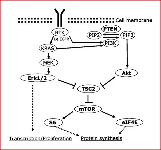 Fig. 4. Conventional PI3K-AKT-mTOR signaling pathway and RAS/MEK/ERK signaling pathway diagram derived from in vitro studies on NSCLC. AKT activation is most directly brought about by inhibition of TSC2, which results in the activation of S6 and e-IF4E signaling and enhanced protein synthesis through the activation of mTOR. mTOR may be affected by other genetic or metabolic changes. RTK, receptor tyrosine kinase; EGFR, epidermal growth factor receptor; PIP2/3, phosphatidylinositol 4,5-/3,4,5-phosphate; PI3K, phosphatidylinositol 3-kinase.