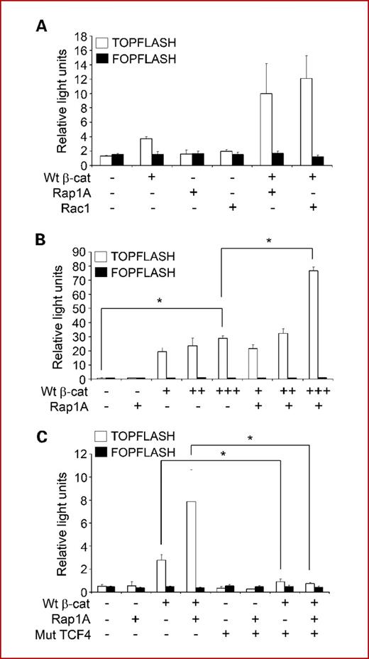 Fig. 2. Rap1 enhances β-catenin/TCF–mediated transcription. A, HEK293 cells were cotransfected with pTOPflash or pFOPflash β-catenin–mediated reporter genes, Renilla luciferase, Wt β-catenin (Wt β-cat; +: 0.1 μg), active form of Rap1A (Rap1A G12V; +: 0.1 μg), and active form of Rac1 (Rac1 G12V; +: 0.1 μg) in a 24-well plate. β-Catenin–mediated transcription was assayed 24 h later. B, HEK293 cells were cotransfected with pTOPflash or pFOPflash reporter genes, Renilla luciferase, Wt β-catenin (+: 0.2 μg, ++: 0.4 μg, +++: 0.6 μg), and Rap1A G12V (+: 0.9 μg), as indicated, in a six-well plate. Luciferase was assayed 24 h later. *, P < 0.05. C, HEK293 cells were cotransfected with a dominant-negative mutant form of TCF4 (Mut TCF4; +: 0.1 μg) and pTOPflash, pFOPflash, Renilla luciferase, Wt β-catenin (+: 0.1 μg), and Rap1A G12V (+: 0.1 μg), as indicated. The data are the average of at least three independent experiments. *, P < 0.05.