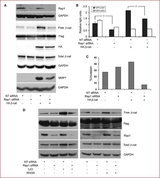 Fig. 4. Rap1A-β-catenin–mediated transcription and invasion of SCC. A, UM-SCC-1 cells stably transfected with HA-tagged β-catenin or empty vector were nucleofected with siRNA Rap1A or nontarget siRNA. Cell lysates were immunoblotted with Rap1, HA, FLAG, GAPDH, β-catenin, and MMP7 antibodies. Free β-catenin was retrieved with the cytoplasmic domain of E-cadherin. B, UM-SCC-1 cells stably transfected with HA-tagged β-catenin or empty vector were nucleofected with siRNA Rap1A or nontarget siRNA concurrently with pTOPflash, pFOPflash, and Renilla luciferase. Luciferase activity was assayed 24 h later. Data are representative of three independent experiments, each in triplicate. C, UM-SCC-1 cells stably transfected with HA-tagged β-catenin or empty vector were nucleofected with siRNA Rap1A or nontarget siRNA. Transfected cells suspended in DMEM were added to the upper chamber of a Matrigel insert and DMEM/FBS was introduced in the lower chamber. After overnight incubation, the invasive cells were stained and quantified. Data are representative of three independent experiments. D, UM-SCC-1 cells nucleofected with siRNA Rap1A or nontarget siRNA were treated with lithium chloride (40 mmol/L, 6 h; two independent experiments, each in duplicate) or Wnt3A (50 ng/mL, 6 h; one experiment in duplicate) as indicated. Free β-catenin and whole-cell lysates were immunoblotted with Flag, Rap1, β-catenin, and GAPDH antibodies.