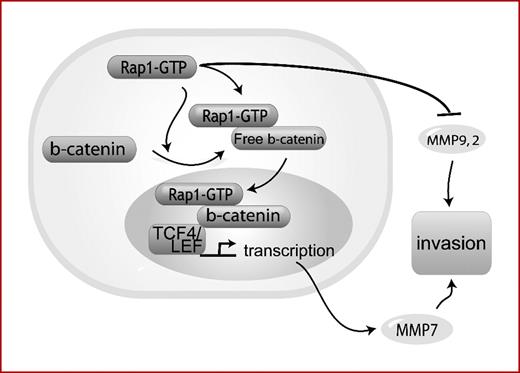 Fig. 6. Proposed model for interaction between Rap1, β-catenin, and MMP7 in SCC progression. Rap1 promotes invasion via β-catenin–mediated MMP7 secretion and inhibits invasion via inhibition of MMP9 and MMP2 secretion. Tumors with high β-catenin expression are associated with more advanced tumor stage. Rap1 promotes invasion via β-catenin–mediated effects and inhibits invasion via inhibition of MMP9 and MMP2.