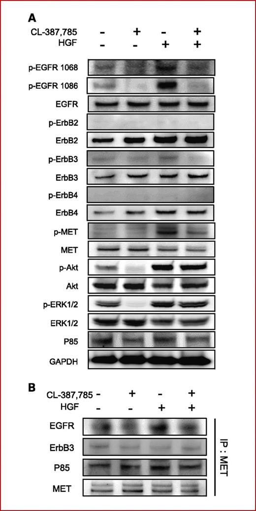 Fig. 3. HGF induces CL-387,785 hyposensitivity of lung adenocarcinoma cells with EGFR-T790M mutation by restoring phosphorylation of Akt and ERK1/2 but not EGFR and ErbB3. A, CL-387,785 inhibited the phosphorylation of EGFR but did not affect phosphorylation of Akt and ERK1/2 in the presence of HGF. Tumor cells were treated with or without CL-387,785 (300 nmol/L) and/or HGF (50 ng/mL) for 1 h. Cells were lysed and the indicated proteins were detected by immunoblotting. B, cell extracts were immunoprecipitated with an antibody to MET. The precipitated proteins were determined by immunoblotting with the indicated antibodies.