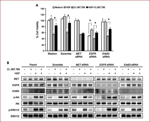 Fig. 4. Specific downregulation of MET, but not EGFR and ErbB3, reversed CL-387,785 hyposensitivity and phosphorylation of Akt and ERK1/2 induced by HGF. A, siRNA specific for MET, but not for EGFR or ErbB3, reversed CL-387,785 hyposensitivity by HGF. Control, MET-specific, EGFR-specific, or ErbB3-specific siRNAs were introduced into H1975 cells. The growth of cells with or without CL-387,785 (300 nmol/L) and/or HGF (50 ng/mL) was measured by MTT assay. *, P < 0.01, Mann-Whitney U test. B, downregulation of MET, but not EGFR and ErbB3, by specific-siRNA inhibited restored Akt and ERK1/2 phosphorylation by HGF in cells treated with CL-387,785. Control, MET-specific, EGFR-specific, or ErbB3-specific siRNAs were introduced into H1975 cells. After 48 h, the cells were treated with or without CL-387,785 (300 nmol/L) and/or HGF (50 ng/mL) for 1 h, and cell extracts were prepared and immunoblotted with the indicated antibodies.