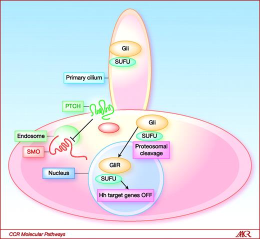 Fig. 1. In the absence of Hh, PTCH, located on the cell membrane at the base of the primary cilium, suppresses the activation of SMO, located on the membrane of intracellular endosomes, by blocking it from entering the cilium. Gli proteins are converted by proteosomes to the repressor form (GliR), which represses transcription to the target genes.