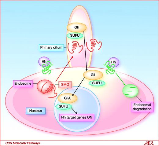 Fig. 2. Signaling in the pathway is initiated by the Hh ligand binding to PTCH, which releases the inhibition of SMO. SMO migrates from the intracellular endosome to the cell membrane of the cilium. SMO is activated within the cilium and promotes the activation of Gli proteins (GliA). These enter the nucleus and promote the transcription of the Hh target genes. The bound Hh/PTCH complex is internalized from the cell surface into the interior of the cell and is destabilized or degraded.