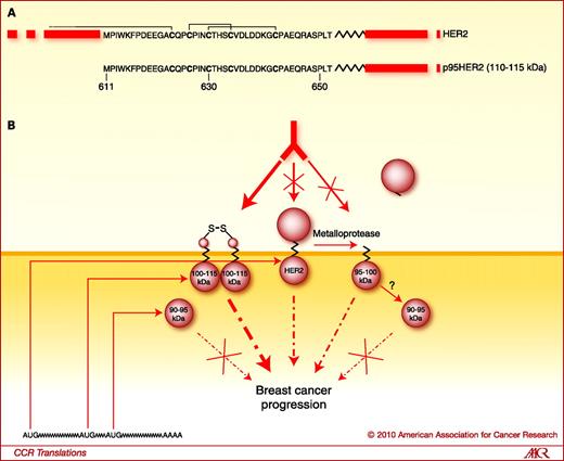 HER2 Fragmentation and Breast Cancer Stratification | Clinical Cancer ...