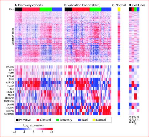 Fig. 2. Independent validation of lung SCC expression subtypes. Heat maps depict mRNA expression of discovery cohorts (A), the validation cohort (B), a normal lung centroid (C), and SCC cell lines (D). Microarrays are columns and are labeled with their class. Genes are rows and are ordered by a discovery cohort hierarchical clustering. The normal lung centroid is scaled to the validation cohort for visualization. Manually selected, lung-relevant, validation genes are displayed separately for viewability.