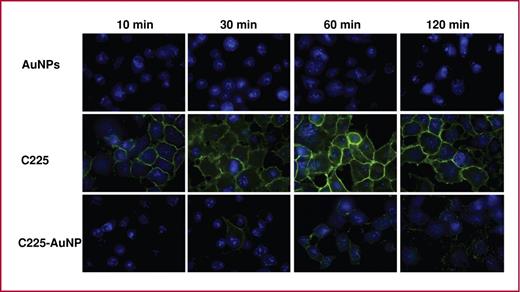 Fig. 2. C225 seems to quickly and uniformly bind to the surface of Panc-1 cells after treatment (durations listed at the top of each column), whereas C225-AuNP binds more slowly and in discrete, punctuate morphology consistent with an antibody conjugated to AuNPs. Blue: DAPI bound to DNA. Green: AF 488–labeled secondary antibody against human IgG.