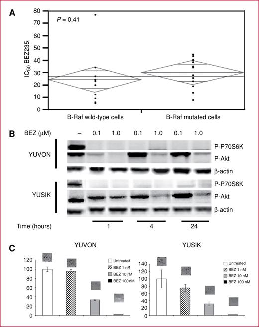 Fig. 3. A, ANOVA of IC50 values of the dual PI3K/mTOR inhibitor NVP-BEZ235 in 23 melanoma cell lines showing no significant difference in sensitivity to this compound in B-Raf mutant and B-Raf wild-type cells. B, decreases in pAkt and pP70S6K in a dose- and time-dependent fashion in 2 melanoma cell lines treated with NVP-BEZ235. pP70S6K levels are undetectable at all concentrations and time points studied, whereas levels of pAkt start rising again after 4 hours of drug exposure in a dose-dependent fashion. C, clonogenic assays in 2 melanoma cell lines (YUVON and YUSIK) treated with NVP-BEZ235 at different concentrations. NVP-BEZ235 was effective in inhibiting colony formation at low nanomolar concentrations.