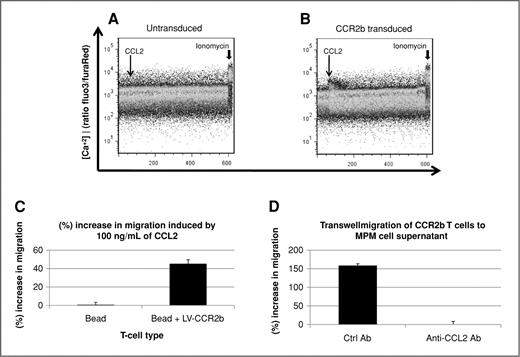 Figure 2. Ability of CCL2 to induce calcium flux and transwell migration in T cells. A and B, bead-activated T cells (A) or bead-activated, LV-CCR2b transduced T cells (B) were loaded with the calcium sensitive dyes (Fluo 3 AM/Fura Red AM) and studied by using FACS analysis over time. Cells were first exposed to 100 ng/mL of CCL2 (thin arrow) and then to ionomycin (arrowhead) to confirm equal loading. C, bead-activated, LV-CCR2b transduced T cells had 45% greater migration through 0.5 μm polycarbonate membranes toward R10 with 100 ng/mL of CCL2 than untransduced bead-activated T cells. D, M108 tumor supernatant also induced CCR2b T-cell migration in a CCL2 dependent manner. The addition of anti-CCL2 Ab blocked T-cell migration. Control Ab was added to media as a negative control.