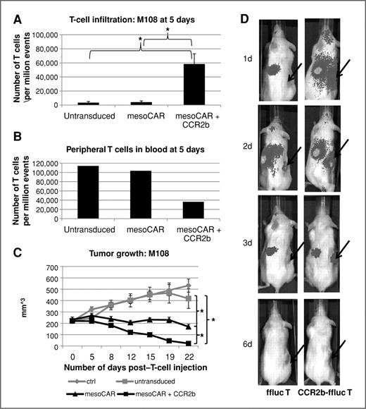 Figure 4. T-cell tumor trafficking and infiltration and tumor growth after intravenous injection of activated T cells. A and B, activated T cells were injected intravenously NSG mice with large established M108 tumors. Groups included no T cells (ctrl), bead-activated, but untransduced T cells (untransduced), bead-activated T cells transduced with mesoCAR (mesoCAR), and bead-activated T cells transduced with both mesoCAR and CCR2b (mesoCAR + CCR2b). Five days after T-cell injection, flank tumors (A) and pooled blood (B) from 3 mice in each group were subjected to FACS to determine the number of human T cells. There was a significantly increased number of T cells having infiltrated the tumor in the mesoCAR + CCR2b than the mesoCAR group (*, P < 0.02). C, M108 tumor size was measured over time and revealed significantly increased antitumor activity after injection of mesoCAR + CCR2b T cells compared with mesoCAR T cells. *, indicates statistically significant differences in mean tumor size at day 22 post–T-cell injection. Difference in mean flank tumor size in the mesoCAR and mesoCAR + CCR2b groups was statistically significant (P = 0.003). Tumor volume was calculated by using the following formula: volume = length × width × width/2. D, activated T cells were injected intravenously in NSG mice with large established MSTO tumors. Groups included bead-activated T cells transduced with firefly luciferase (ffluc T) and bead-activated T cells transduced with firefly luciferase and CCR2b (ffluc + CCR2b T). The first day after T-cell injection, the flank tumor of mice injected with ffluc + CCR2b T cells had T-cell infiltration as measured by IVIS bioluminescence imaging, whereas the ffluc T-cell mice did not. Flank tumor trafficking continued to be augmented in the ffluc + CCR2b T-cell group through day 3 postinjection. However, by day 6 postinjection, neither group had detectable bioluminescent imaging.