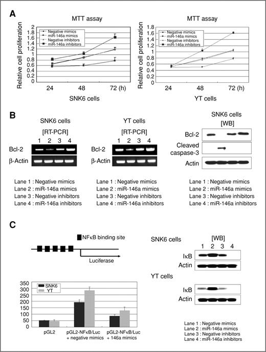 Figure 2. Reduction of cell proliferation and induction of apoptosis by miR-146a via NFκB pathway in NKTL cell lines. A, cell proliferation was inhibited by miR-146a mimics but enhanced by miR-146a inhibitors compared with negative controls by the MTT assay in SNK6 and YT cells. B, Bcl-2 was downregulated by miR-146a mimics but increased by miR-146a inhibitors at mRNA level in SNK6 (left) and YT cells (middle) and at protein level in SNK6 cells (right). Cleavage of caspase-3 was observed by miR-146a mimics, concomitantly with Bcl-2 downregulation (right). C, cotransfection of an NFκB-luciferase-reporter construct (pGL2 vector) containing several NFκB signal binding motifs and miR-146a mimics caused reduction of luciferase activity, compared with transfection of the pGL2 vector only in SNK6 and YT cells (left). IκB expression was increased by transfection with the miR-146a mimics but markedly decreased by transfection with the miR-146a inhibitors, compared with negative controls as determined by Western blot analysis (right).