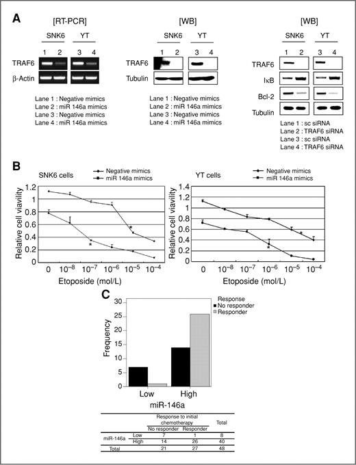 Figure 3. TRAF6 as a target of miR-146a, and chemosensitivity-enhancing role of miR-146a in NKTL. A, TRAF6 expression was decreased by miR-146a mimics in SNK6 and YT cells at mRNA level (left) and protein level (middle). Direct inhibition of TRAF6 by siRNA targeting TRAF6 caused IκB accumulation and Bcl-2 downregulation in SNK6 and YT cells, which was similar to the action of the miR-146a mimics (right). B, the chemosensitivity-enhancing role of miR-146a was shown in NKTL cell lines and NKTL patients. The transfection with the miR-146a mimics themselves caused cell death of about 31% of SNK6 and 36% of YT cells. The etoposide concentration inhibiting 50% of SNK6 or YT cells (marked as *) was substantially reduced by transfection with miR-146a mimics by 10- to 100-fold in SNK6 (left) and YT cells (right) compared with negative controls. C, in NKTL patients, miR-146a expression was well correlated with response to initial chemotherapy in NKTL patients (N = 48), revealing frequent “responders” in the high miR-146a group while frequent “no responders” in the low miR-146a expression group.