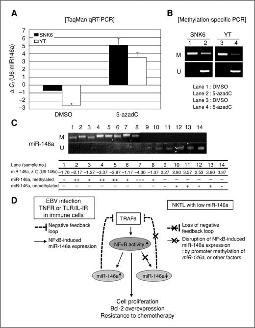 Figure 4. Promoter methylation as a mechanism of miR-146a downregulation and possible pathogenesis in NKTL with low miR-146a expression. A, after treatment with 5-azadC, miR-146a expression distinctively increased in SNK6 and YT cells. B, concomitant with this, MSP showed a change of methylation status of miR-146a from methylated to unmethylated by 5-azadC. C, miR-146a expression was well correlated with its promoter methylation status in NKTL tissues. The NKTL cases with low miR-146a expression showed methylated promoter status, whereas those with high miR-146a expression harbored unmethylated promoters. D, in immune cells, stimulation of TRAF6 via TNFR, TLR/IL-1R, or EBV infection leads to enhancement of NFκB activity, which upregulates miR-146a expression. The increased miR-146a level, in turn, suppresses TRAF6 and NFκB activity, which properly terminates the immune response (negative feedback loop). In NKTL with low miR-146a expression, enhanced TRAF6 and NFκB activity fail to induce miR-146a expression due to methylation of miR-146a gene or other factors, which allows uncontrolled TRAF6 and NFκB activity, leading to uncontrolled cell proliferation, inhibition of apoptosis, and induction of chemoresistance (disruption of negative feedback loop).