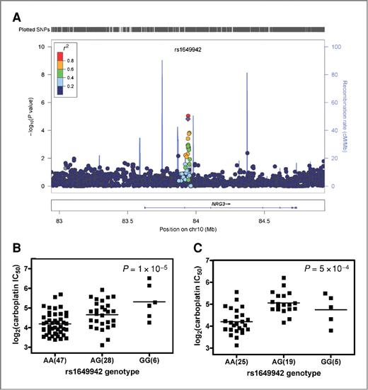 Figure 1. Relationships between SNP genotype and log2-transformed carboplatin IC50 in the rs1649942 region on chromosome 10 (chr10). A, a local genomic region around SNP rs1649942, which is located in the intron 10 of neuregulin 3 gene (NRG3). Each dot represents a relationship between an SNP genotype and log2-transformed carboplatin IC50. The relationship is shown as −log10(P value). Plots were made with LocusZoom (40), and the color of each dot represents the SNP LD r2 in the CEU with the SNP of interest (rs1649942) labeled as a purple diamond; B, rs1649942 genotype and log2-transformed carboplatin IC50 association in the HapMap CEU discovery samples; C, rs1649942 genotype and log2-transformed carboplatin IC50 association in the replication samples. For B and C, each bar represents the mean log2IC50 value.