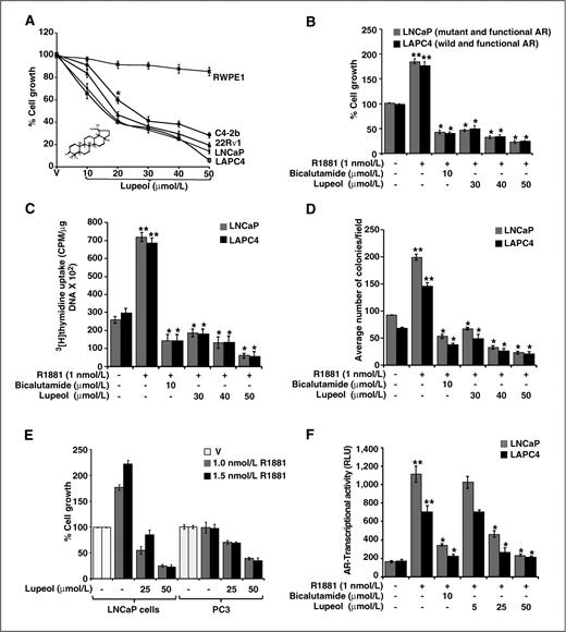 Figure 1. Effect of lupeol on growth, proliferation, and AR transactivation in CaP cells grown in an androgen-rich environment. A, effect of lupeol on cell growth. As detailed in Materials and Methods, LNCaP, LAPC4, 22Rν1, C4-2b, and normal prostate cells (RWPE1) were treated with lupeol for 48 hours, and the viability of cells was determined by the MTT assay. The values are represented as percent viable cells where vehicle (V; alcohol + DMSO)-treated cells were regarded as 100% viable. Each bar in the histogram represents mean ± SE of 3 independent experiments, * represents P < 0.05, compared with the vehicular control group. B, histogram represents the effect of lupeol on R1881-induced cell growth in ADPC cells (LNCaP and LAPC4) as described under Materials and Methods. Each bar in the histogram represents mean ± SE of 3 independent experiments, * represents P < 0.05, compared with R1881 treated cells (1 nmol/L); ** represents P < 0.05, compared with control. C, histogram shows cell proliferation as measure in terms of 3[H] thymidine uptake in LNCaP and LAPC4 cells. Each bar in the histogram represents mean ± SE of 3 independent experiments, * represents P < 0.05, compared with R1881 treated cells (1 nmol/L); ** represents P < 0.05, compared with control. D, histogram shows the number of colonies formed by LNCaP and LAPC4 cells. Cells seeded in agarose and incubated at 37°C, were treated with lupeol as described under Materials and Methods. Each bar in the histogram represents mean ± SE of 3 independent experiments, * indicates P < 0.05 compared with R1881 treated cells (1 nmol/L); ** represents P < 0.05, compared with control. E, histogram shows that the growth suppression of LNCaP cells by lupeol was partially reversed by increasing the R1881 in LNCaP (AR positive) cells but not in PC-3 (AR negative). LNCaP and PC-3 cells in RPMI-1640 medium supplemented with CS-FBS were treated with dimethyl sulfoxide (DMSO) vehicle, lupeol at 25 and 50 μmol/L in the presence of 1.0 to 1.5 nmol/L R1881 for 48 hours. Each bar in the histogram represents mean ± SE of 3 independent experiments. V, vehicle control (alcohol + DMSO). F, LNCaP and LAPC4 cells were transiently transfected with AR promoter reporter along with Renilla luciferase and treated with vehicle (alcohol + DMSO) and lupeol (5–50 μmol/L) for 48 hours with or without R1881 (1 nmol/L). Each bar in the histogram represents mean ± SE of 3 independent experiments, * represents P < 0.05, compared with R1881 treated cells (1 nmol/L); ** represents P < 0.05, compared with control.