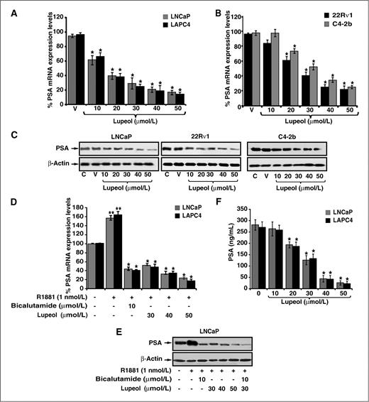 Figure 2. Effect of lupeol on mRNA and protein expression of PSA in HD- and CRPC cells. A–C, histograms and immunoblots represent the effect of lupeol on the mRNA and protein expression of PSA as determined by real time PCR and immunoblot analysis in HD- and CRPC cells as described under Materials and Methods. Equal loading of protein was confirmed by stripping the immunoblot and reprobing it for β-actin. The immunoblots shown are representative of 3 independent experiments. D and E, effect of lupeol on R1881-induced mRNA and protein expression of PSA in ADPC cells as described in Materials and Methods. Each bar in the histogram represents mean ± SE of 3 independent experiments, * represents P < 0.05, compared with R1881 treated cells (1 nmol/L); ** represents P < 0.05, compared with control. F, effect of lupeol on secreted levels of PSA in LNCaP and LAPC4 cells. Each bar in the histogram represents mean ± SE of 3 independent experiments, * represents P < 0.05, compared with control.
