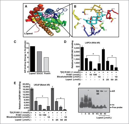 Figure 3. Evaluation of lupeol–AR binding in silico and in CaP cells. A, representative figure shows molecular docking of lupeol with AR in silico. Lupeol was tested in silico for its ability to bind with the AR by using the AutoDock4 modeling program Sybyl (Tripos Corp.). Different domains of the AR are presented in various colors. Inset, lupeol bound to the ligand-binding domain (LBD) of AR-receptor. B, figure represents the putative binding sites in AR protein. C, histogram represents the comparative analysis of binding efficiency of lupeol with the previously reported chemopreventive agents (EGCG and Fisetin) that inhibit AR activity. D and E, histogram shows the binding of lupeol with AR in LAPC4 (wild-type AR) and LNCaP (mutant-type AR) cells as assessed by radiolabeled cell-based competitive binding assay as described in Materials and Methods. Bars, mean ± SE of three independent experiments; *, P < 0.05, compared with control. F, representative image shows the AR–DNA binding activity in LNCaP cells. After 48 hours of treatment with lupeol, the cells were harvested, nuclear lysates were prepared, and DNA binding was determined by EMSA as described under Materials and Methods. I, II, and III refer to internal experimental controls, in which I represents biotin–EBNA (Epstein-Barr virus nuclear antigen) control DNA, II represents biotin–EBNA control DNA and EBNA extract, and III represents biotin–EBNA control DNA and EBNA extract plus 200-fold molar excess of EBNA DNA. In control number I, no protein extract for DNA to bind resulted in an unshifted band. In control number II, sufficient target protein leads to DNA–protein binding resulting in shift detected by comparison with band at position I. Control number III showed that the signal shift observed could be prevented by competition from excess unlabeled DNA. Lane number IV represents biotin–AR control DNA without protein extract. The data shown here are representative of 3 independent experiments with similar results. ns represents nonspecific binding.