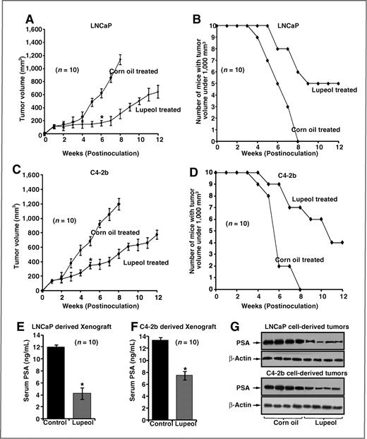 Figure 5. Effect of lupeol on LNCaP and C4-2b tumor growth and PSA secretion in athymic nude mice. A and C, the graphical representation of data showing the effect of lupeol treatment on growth of tumors from LNCaP and C4-2b cells implanted in athymic nude mice. The growth was measured in terms of average volume of tumors as a function of time. Data are represented as mean ± SE, * indicates P < 0.05 from the control group (B and D). The graphical representation of the data depicting the number of mice remaining with tumor volumes less than 1,000 mm3 after treatment with corn oil alone or lupeol for indicated weeks. E and F, histogram shows the effect of lupeol on serum PSA levels. PSA were analyzed by ELISA as described in Materials and Methods. Each bar in the histogram represents mean ± SE of 3 independent experiments, * represents P < 0.05, compared with control. G, effect of lupeol administration on the expression levels of PSA in LNCaP and C4-2b cell–derived tumors excised at the 56th day posttreatment as determined by immunoblot analysis. Equal loading was confirmed by stripping the membrane and reprobing them for β-actin. The immunoblot data shown here are representative of 3 samples from each group. The details are described under Materials and Methods.
