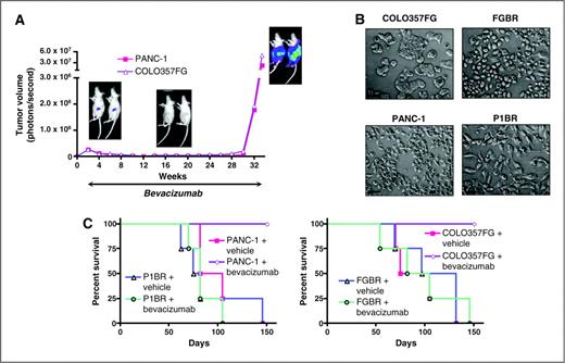 Figure 1. In vivo selection of 2 pancreatic cancer models with evasive resistance to anti-VEGF treatment. A, green fluorescent protein+/luciferase+ PANC-1 or COLO357FG cells were orthotopically injected into nude mice. When the resulting tumors became detectable, the mice were given 100 μg of bevacizumab i.p. twice a week (b.i.w.). The tumor growth was quantified weekly on the basis of bioluminescence emitted by the tumor cells as the sum of all detected photons within the region of the tumor per second. A digital grayscale image was acquired, followed by the acquisition and overlay of a pseudocolor image representing the spatial distribution of detected photons emerging from the active luciferase within the mouse. B, light-microscopic phenotypes of the anti-VEGF treatment–sensitive PANC-1 and COLO357FG cells, and anti-VEGF treatment–resistant P1BR and FGBR pancreatic cancer cells. C, thirty-two athymic nude mice bearing orthotopic COLO357FG, FGBR, PANC-1, or P1BR pancreatic tumors were randomly assigned to 8 groups (n = 4 per group) to receive 100 μg of either bevacizumab or saline (control) i.p. twice a week. Mice were sacrificed by carbon dioxide inhalation when evidence of advanced bulky disease developed. The day of sacrifice was considered the day of death from disease for the purpose of survival evaluation.