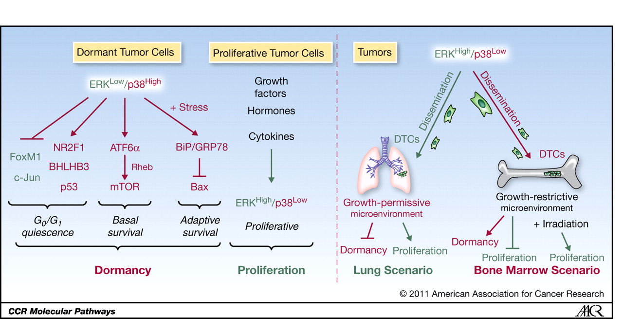 Figure 1. More general schemes regarding the mechanisms of tumor cell dormancy can be found in ref. 5. Here we focus on data limited to the role of the ERK1/2 and p38α/β pathways. Left, signaling pathways discovered in a model of aggressive tumor cell (HEp3) reprogramming into quiescence. In vitro expansion of primary HEp3 tumor cells (proliferative tumor cells) leads to their reprogramming into a dormancy program (dormant tumor cells). A key-signaling feature of these dormant tumor cells is low ERK1/2 and high p38α activation. The resulting ERKlow/p38high ratio induces G0-G1 arrest controlled by the upregulation of p53 (R213Q), NR2F1, and BHLHB3, and the downregulation of FOXM1 and c-Jun, TFs that promote G1 exit. These signals are required for dormant HEp3 cells to enter and maintain the quiescent state. Furthermore, p38α-dependent activation of ATF6α leads to mTOR activation and subsequent basal survival of dormant HEp3 cells entering quiescence in vivo (basal survival). The ERKlow/p38high ratio also induces expression of the chaperone BiP/Grp78, which inhibits Bax activation to prevent apoptosis. However, this survival mechanism appears to be operational only in response to added stress such as chemotherapy (adaptive survival). Integration of these 3 processes (G0-G1 arrest + basal survival + adaptive survival) defines the underlying mechanisms for the acquisition of a dormant phenotype. These hallmarks may be regulated by different mechanisms, depending on the context and the presence of, e.g., MSGs. In contrast, in primary proliferating tumors or tumors exiting dormancy, the ratio is reversed and the resulting ERKlow/p38high ratio switches cell signaling to promote a proliferation phenotype. Right, potential scenarios in which dormancy (G0-G1 arrest + basal survival + adaptive survival) or proliferative programs might be activated. In primary expanding tumors, a proliferative scenario prevails, and tumor cells are able to disseminate carrying this cell-signaling profile. In one scenario, when these cells reach a growth-permissive target tissue microenvironment (e.g., lung), a proliferative phenotype prevails and dormancy is prevented. In contrast, in growth-restrictive sites, such as the BM, a dormant phenotype prevails (G0-G1 arrest + basal survival + adaptive survival). The latter scenario presupposes that DTCs are responsive to cues from the tissue microenvironment that can modulate dormancy. It is possible that perturbations of the tissue microenvironment (i.e., irradiation) or the presence of specific stromal cells such as macrophages (not depicted) that lead to tissue remodeling and cross-talk with tumor cells could interrupt dormancy, leading to metastasis.