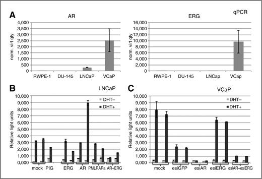 Figure 5. Modulation of ligand-induced AR-dependent transcription. A, expression levels of AR and ERG were determined in different prostate cancer cell lines by TaqMan PCR. Relative expression was calculated by normalization to the housekeeper mRNA GAPDH. B, effect of ERG, AR, and AR+ERG overexpression on the activity of probasin promoter in LNCap cells. The bars show the promoter activity before (light grey) and after (dark grey) DHT stimulation. Mock, PIG (pMSCV-IRES-GFP; vector control), and PMLRARa (pMSCV) were used as controls. Two independent experiments are depicted (except for PIG). C, effect of ERG, AR, and AR+ERG depletion using endoribonuclease-prepared siRNAs (esiRNAs) on the activity of probasin promoter before (light grey) and after (dark grey) DHT stimulation in VCap cells. Mock and esiGFP were used as controls.