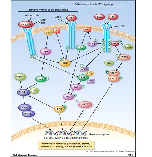 Figure 1. EPO-associated signaling pathways. The interplay between the EPOR signaling pathway(s) from studies done with hematopoietic cells, the EPO production pathway through HER1 and HIF-1α expression, and the signaling pathway for HER2 and the targeted therapy trastuzumab. EPOR signaling: EPOR is present as a preformed EPOR homodimer. Downstream of EPOR, 4 main signaling pathways have been defined, including the JAK2/STAT5, MAPK/ERK, PI3K/Akt, and PKC pathways, which ultimately influence gene transcription and alter cell behavior. EPO production: the transcription factor HIF-1 is primarily responsible for the transcription of hypoxia-regulated genes, including EPO. Induction of the PI3K/Akt pathway by oxygen sensing and signaling results in increased half-life of HIF-1α (the rate-limiting subunit of the HIF-1 heterodimer) and permits the formation of functionally active heterodimers. This pathway is regulated by specific inhibitors (e.g., Hsp-90, Erk), protein stability, and other factors, such as phosphorylation, redox chemistry, and nuclear localization. EPO and HER2 signaling: heterodimer formation of the Her family of receptors leads to intracellular phosphorylation that induces multiple signaling cascades, including the MAPK and PI3K/Akt pathways. Trastuzumab is a humanized monoclonal antibody that binds to the extracellular segment of the HER2 receptor and induces disruption of receptor dimerization and signaling through the downstream PI3K cascade. EGF, epidermal growth factor; GRB2, growth factor receptor binding protein 2; MEK, MAP/ERK kinase.