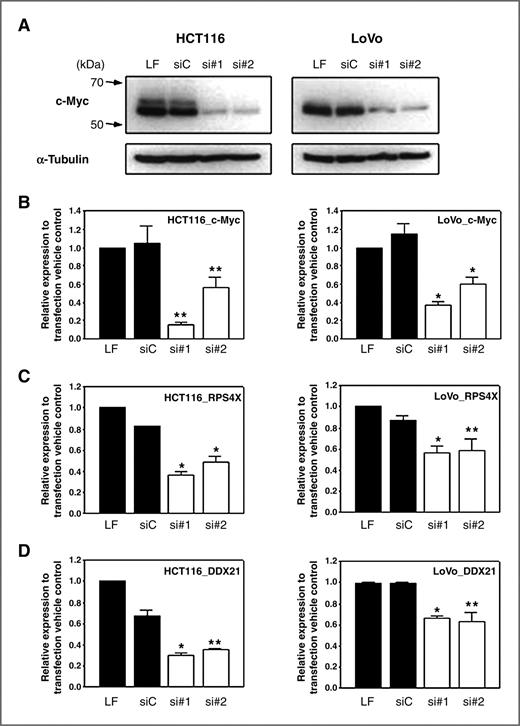 Figure 4. DDX1 and RPS4X are downstream targets of c-Myc. Two independent colorectal cancer cell lines, HCT116 and LoVo were used. (A) After c-Myc knockdown by specific siRNAs, the c-Myc protein levels were downregulated as seen by immunoblot analysis. (B) Knockdown of c-Myc expression after siRNA transfection was also confirmed by real-time RT-PCR. (C) and (D) Real-time RT-PCR results showing that knockdown of c-Myc results in down-regulation of RPS4X (C) and DDX21 (D). (B–D) For each condition, c-Myc knockdown effect was expressed relative to transfection vehicle control (Lipofectamine RNAiMAX, LF). The bars represent the average of expression values and error bars represent S.D. of 3 independent real-time PCR experiments each carried out in duplicates and averaged. The single asterisk (*) represents a significant difference with the P value of <0.01, and the double asterisks (**) represent a significant difference with the P value of <0.05 compared to Stealth RNAi siRNA negative control (siC) by a paired t-test.