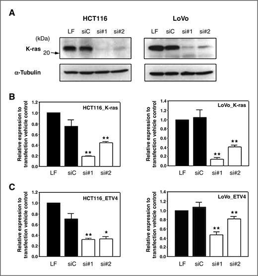 Figure 5. ETV4 is a downstream target of the K-ras pathway. Two independent colorectal cancer cell lines, HCT116 and LoVo were used. (A) After transfection of specific siRNAs, the K-ras protein expression levels were downregulated as seen by western blot analysis. (B) Knockdown of K-ras expression after siRNA transfection was also confirmed by real-time RT-PCR. (C) Real-time RT-PCR results showing that knockdown of K-ras results in downregulation ETV4. (B-C) For each condition, K-ras knockdown effect was expressed relative to transfection vehicle control (Lipofectamine RNAiMAX, LF). The bars represent the average of expression values and error bars represent S.D. of 3 independent real-time PCR experiments each carried out in duplicates and averaged. The single asterisk (*) represents a significant difference with the P value of <0.01, and the double asterisks (**) represent a significant difference with the P value of <0.05 compared to scrambled siRNA control (siC) by a paired t-test.