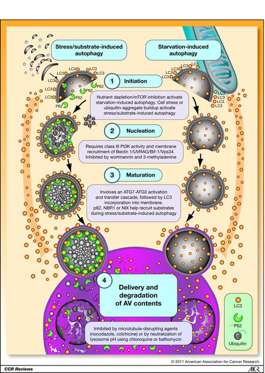 Figure 1. Anatomy of autophagy. Autophagy occurs through a multistep process including 4 control points: (1) initiation, (2) nucleation, (3) maturation, and (4) delivery and degradation of AV contents. These steps occur irrespective of whether autophagy has been induced through stress and/or ubiquitinated substrate accumulation, or through starvation. During initiation, nascent AV membranes derived from multiple potential sources (including isolated membranes, ER, or mitochondria outer membranes) form a cup-like structure onto which autophagosomal machinery, including LC3, dynamically associates. As the cup-like structure enlarges, it sequesters substrate, which includes ubiquitinated proteins or organelles in the case of stress and/or substrate-induced autophagy, and soluble cytoplasm in the case of starvation-induced autophagy. The double membrane comprising the nascent AV then closes to form the mature AV, which then targets and fuses with the lysosome. In the lysosome, hydrolytic enzymes digest the contents and inner membrane of the AV, with autophagic machinery (i.e., LC3) recycled through the cytoplasm for recruitment to other nascent autophagosomes.
