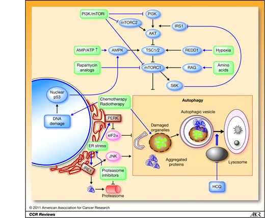 Figure 3. Network interactions between kinase signaling, protein metabolism, and autophagy. Metabolic and therapeutic stresses (green) converge on mTORC1 and mediators of ER stress to induce autophagy. Autophagy serves a cytoprotective role in response to these stresses by clearing damaged organelles, aggregated proteins, and by recycling macromolecules to sustain survival. Arrows, activation; flat lines, inhibition. TSC, tuberous sclerosis complex; PI3K/mTORi, dual PI3K/mTOR inhibitors.